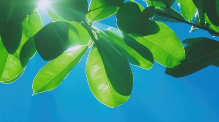 Lush green leaves against a vibrant blue sky. Sunlight streams through foliage