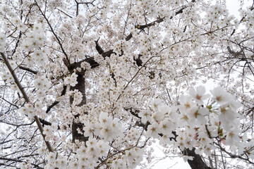 Spring Scenery Embraced by Full‑Bloom Cherry Blossoms①