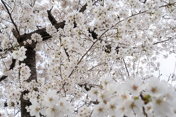 Spring Scenery Embraced by Full‑Bloom Cherry Blossoms③
