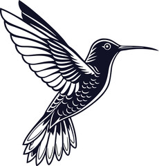 hummingbird vector illustration