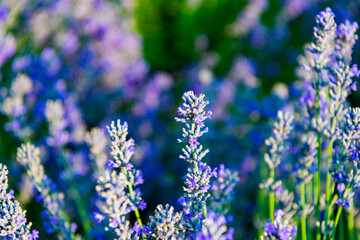 Sprig of Lavender. Field of lavender. Lavender flower in summer. France Provence field. Purple lavender bloom in nature. Composition of nature. Summer blooming flower. Blooming flower field