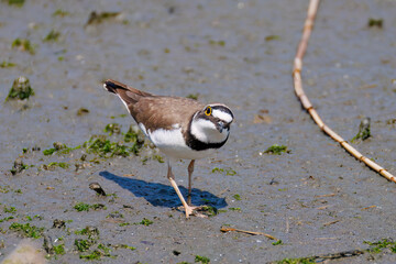美しいコチドリ（チドリ科）
英名学名：Little ringed plover, Charadrius dubius
東京都大田区東京港野鳥公園-2025年
