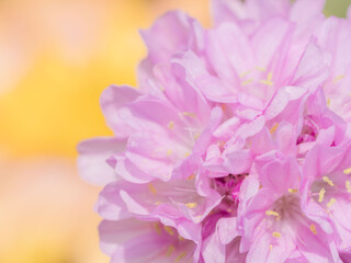 アルメリアのピンク色の花のアップ03