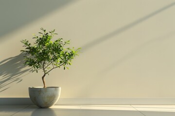 Sunlight highlights a small potted plant against a pale wall.