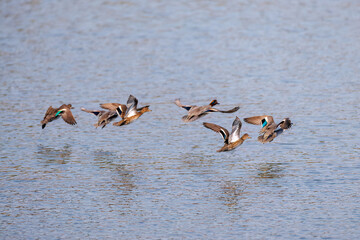 飛翔する美しいコガモ（カモ科）他の群れ
英名学名：Common Teal (Anas crecca, family comprising Mareca ducks)
東京都大田区東京港野鳥公園-2025年
