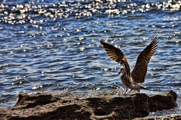 Ave dispuesta a volar