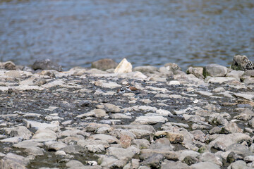 飛翔する
美しいコチドリ（チドリ科）
英名学名：Little ringed plover, Charadrius dubius
東京都大田区東京港野鳥公園-2025年
