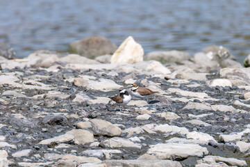 飛翔する
美しいコチドリ（チドリ科）
英名学名：Little ringed plover, Charadrius dubius
東京都大田区東京港野鳥公園-2025年

