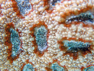 Favia is a genus of reef-building stony corals in the family Mussidae.