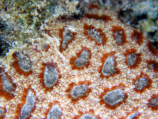 Favia is a genus of reef-building stony corals in the family Mussidae.