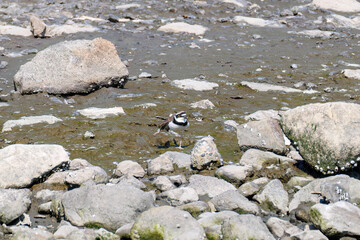 飛翔する
美しいコチドリ（チドリ科）
英名学名：Little ringed plover, Charadrius dubius
東京都大田区東京港野鳥公園-2025年
