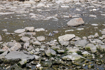 飛翔する
美しいコチドリ（チドリ科）
英名学名：Little ringed plover, Charadrius dubius
東京都大田区東京港野鳥公園-2025年

