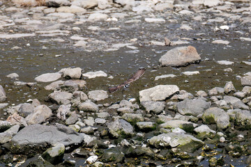 飛翔する
美しいコチドリ（チドリ科）
英名学名：Little ringed plover, Charadrius dubius
東京都大田区東京港野鳥公園-2025年
