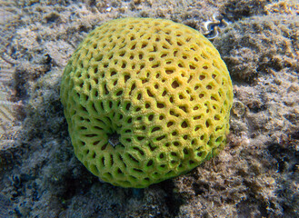 Favites is a genus of polyp stony corals in the family Merulinidae