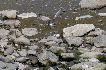 飛翔する
美しいコチドリ（チドリ科）
英名学名：Little ringed plover, Charadrius dubius
東京都大田区東京港野鳥公園-2025年
