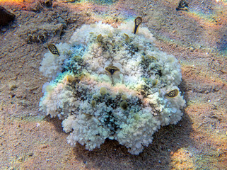 Upside-down jellyfish (cassiopea andromeda) in the Red Sea.
