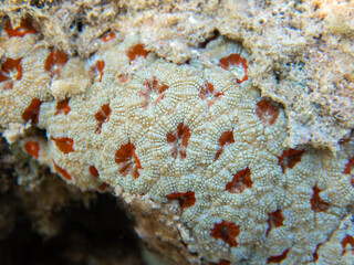 Unique white/red Acanthastrea LPS coral, underwater photography into the Red sea