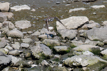 飛翔する
美しいコチドリ（チドリ科）
英名学名：Little ringed plover, Charadrius dubius
東京都大田区東京港野鳥公園-2025年
