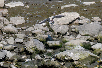 飛翔する
美しいコチドリ（チドリ科）
英名学名：Little ringed plover, Charadrius dubius
東京都大田区東京港野鳥公園-2025年
