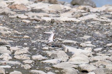飛翔する
美しいコチドリ（チドリ科）
英名学名：Little ringed plover, Charadrius dubius
東京都大田区東京港野鳥公園-2025年
