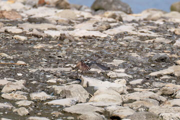 飛翔する
美しいコチドリ（チドリ科）
英名学名：Little ringed plover, Charadrius dubius
東京都大田区東京港野鳥公園-2025年
