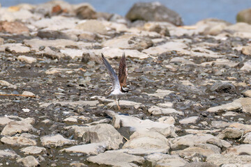 飛翔する
美しいコチドリ（チドリ科）
英名学名：Little ringed plover, Charadrius dubius
東京都大田区東京港野鳥公園-2025年
