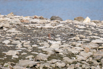 飛翔する
美しいコチドリ（チドリ科）
英名学名：Little ringed plover, Charadrius dubius
東京都大田区東京港野鳥公園-2025年
