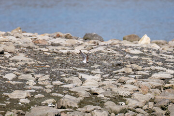 飛翔する
美しいコチドリ（チドリ科）
英名学名：Little ringed plover, Charadrius dubius
東京都大田区東京港野鳥公園-2025年
