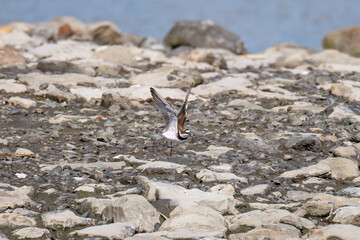 飛翔する
美しいコチドリ（チドリ科）
英名学名：Little ringed plover, Charadrius dubius
東京都大田区東京港野鳥公園-2025年
