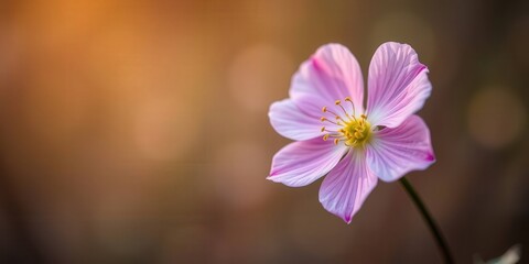 Fototapeta premium Pink flower with glowing bokeh background.
