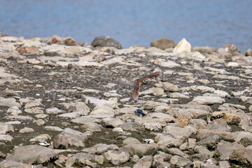 飛翔する
美しいコチドリ（チドリ科）
英名学名：Little ringed plover, Charadrius dubius
東京都大田区東京港野鳥公園-2025年
