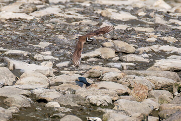 飛翔する
美しいコチドリ（チドリ科）
英名学名：Little ringed plover, Charadrius dubius
東京都大田区東京港野鳥公園-2025年
