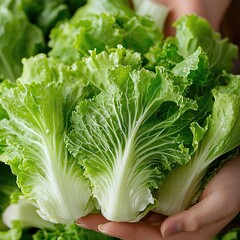Fresh Green Napa Cabbage in Hands