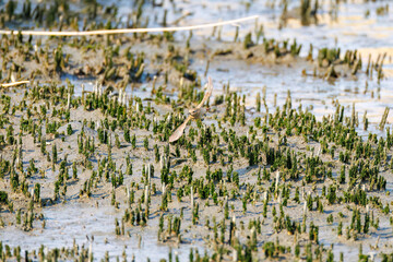 羽虫を捕らえるために飛び立つ（フライキャッチ）可愛いジョウビタキ（ヒタキ科）
英名学名：Daurian Redstart (Phoenicurus auroreus) 
東京都大田区東京港野鳥公園-2025年
