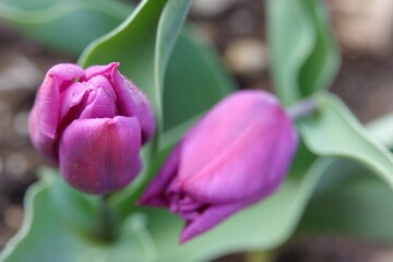 purple tulips in the garden