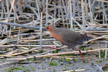水辺の葦の間に隠れるヒクイナ（クイナ科）
英名学名：Ruddy-breasted Crake,...