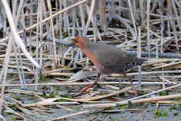 水辺の葦の間に隠れるヒクイナ（クイナ科）
英名学名：Ruddy-breasted Crake,...