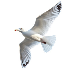 Obraz premium Seagull flying freely in the sky with white background