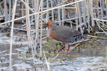 水辺の葦の間に隠れるヒクイナ（クイナ科）
英名学名：Ruddy-breasted Crake,...