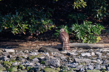 対岸の藪の中で
監視する美しいオオタカ（タカ科）
英名学名：Northern Goshawk (Accipiter gentilis, family comprsing hawks) 
東京都大田区東京港野鳥公園-2025年
