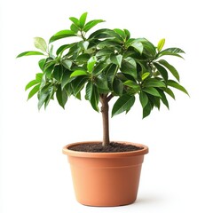 Obraz premium Small Mango Tree in Brown Pot with Green Leaves Isolated on White Background Symbolizing Growth and Natural Beauty
