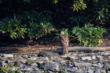 対岸の藪の中で
監視する美しいオオタカ（タカ科）
英名学名：Northern Goshawk (Accipiter gentilis, family comprsing hawks) 
東京都大田区東京港野鳥公園-2025年
