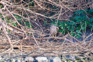 対岸の藪の中で
監視する美しいオオタカ（タカ科）
英名学名：Northern Goshawk (Accipiter gentilis, family comprsing hawks) 
東京都大田区東京港野鳥公園-2025年
