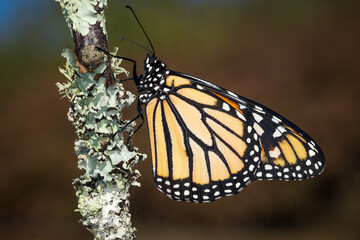 closeup of monarch butterfly on a mossy twig