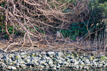 対岸の藪の中で
監視する美しいオオタカ（タカ科）
英名学名：Northern Goshawk (Accipiter gentilis, family comprsing hawks) 
東京都大田区東京港野鳥公園-2025年
