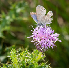 Close up of Common grass blue butterfly