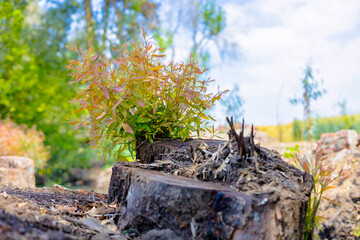 Small Garden with Tree Stump and Young Plants Growing