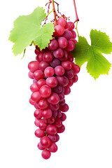 Obraz premium Ruby Roman Grape on transparent background