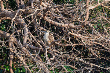 飛翔する美しいオオタカ（タカ科）
英名学名：Northern Goshawk (Accipiter gentilis, family comprsing hawks) 
東京都大田区東京港野鳥公園-2025年
