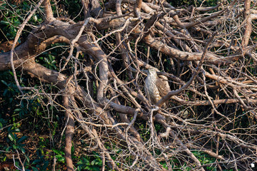 飛翔する美しいオオタカ（タカ科）
英名学名：Northern Goshawk (Accipiter gentilis, family comprsing hawks) 
東京都大田区東京港野鳥公園-2025年
